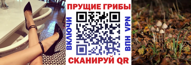 Купить где  Рудня  Псилоцибиновые грибы Psilocybine cubensis 