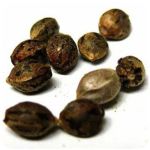 Семена марихуаны АК-47  (Seeds AK-47) в Рудне
